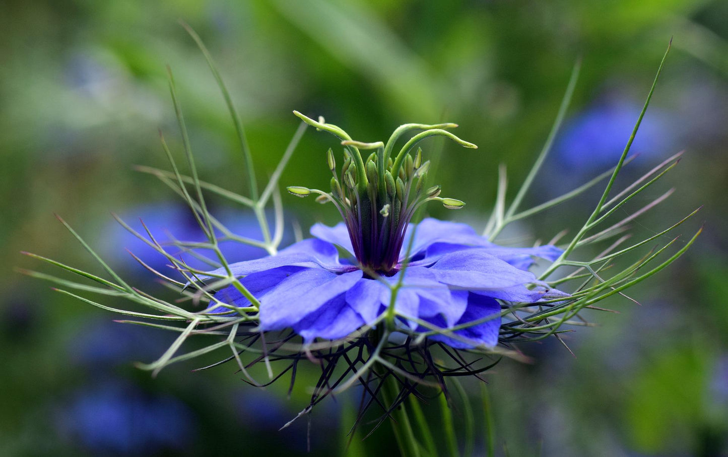 Black Seed Oil - 110 Ml