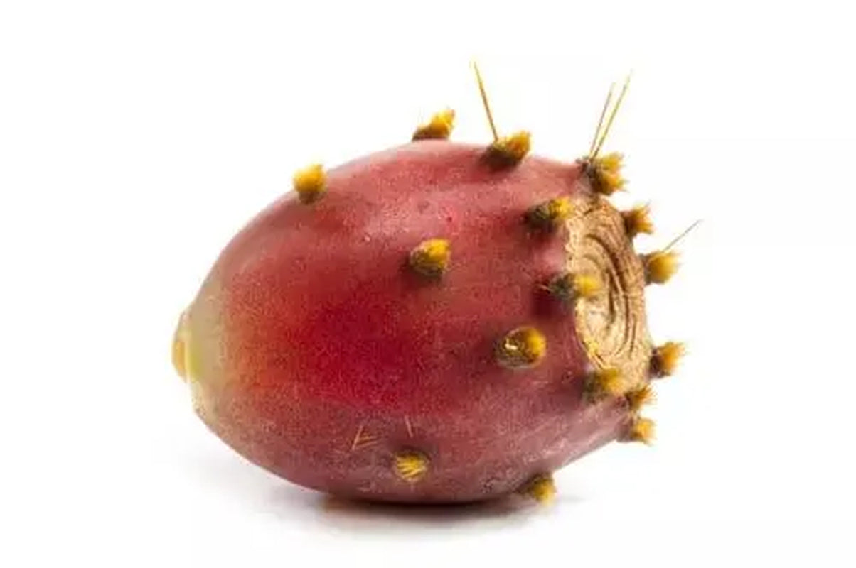 Prickly Pear Oil - Moroccan - 32 Ml / 1.13 Fl Oz