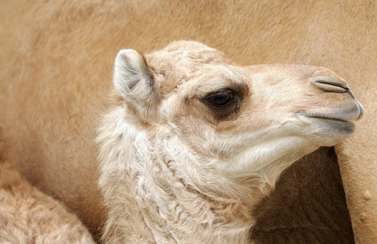 Camel Milk Soap for Kids