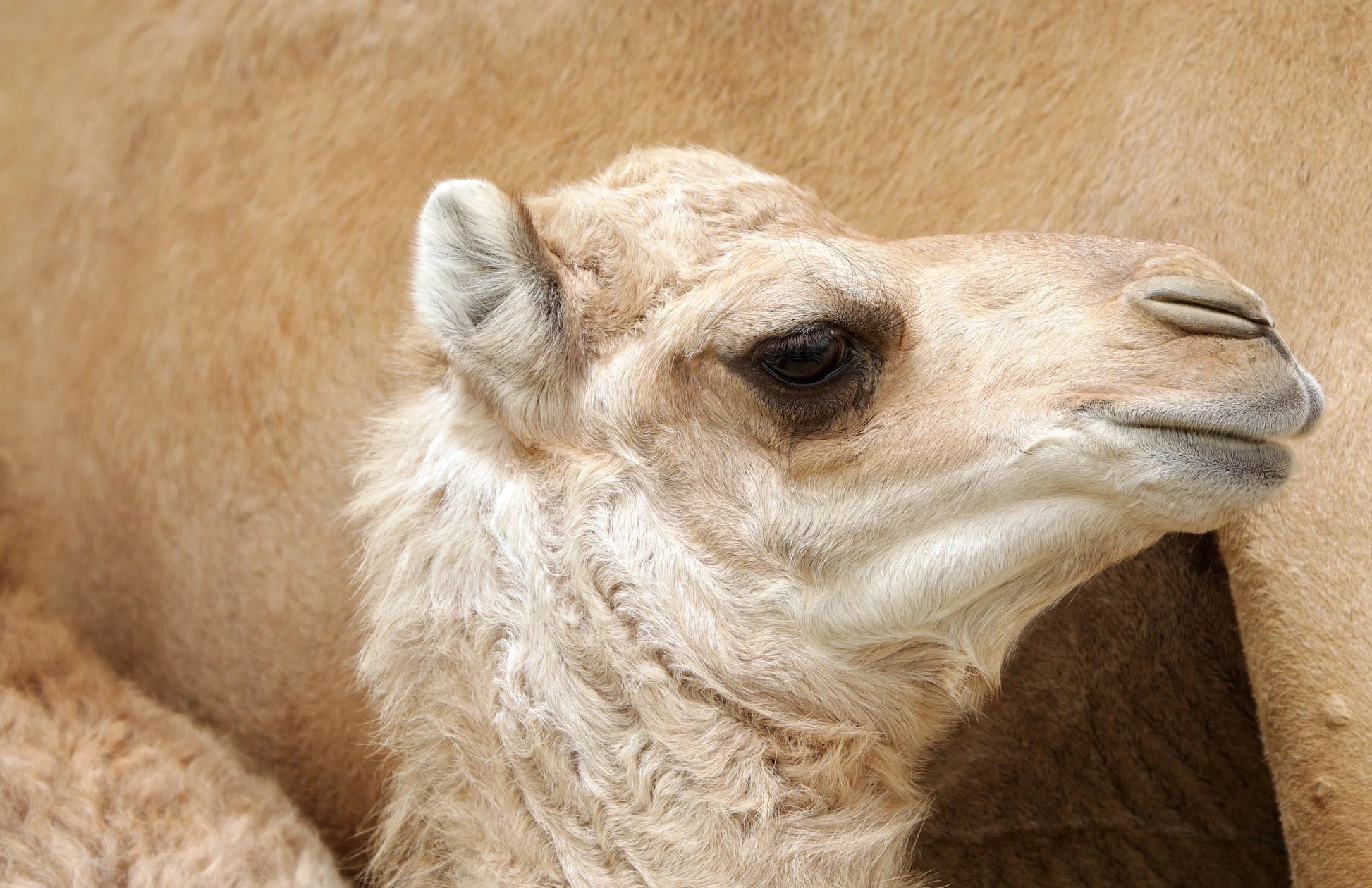 Camel Milk Soap for Kids